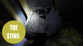 Giant wasp nest found in loft, buzzing with 20,000 insects