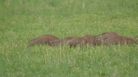 Group of Banded Mongoose running around at Moremi Game Reserve in Botswana