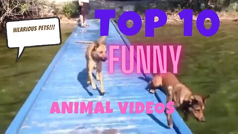 New funny animals| cats and dogs video