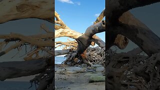 #Driftwood #Beach 🌊 in the #goldenhour 🌅 08 #shorts