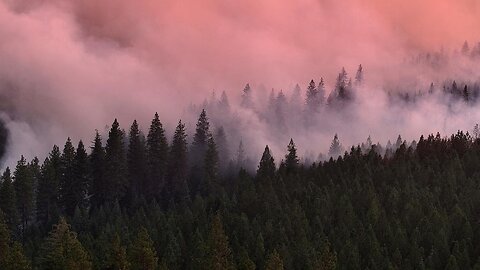 Park Fire nears another devastating record in California| CN