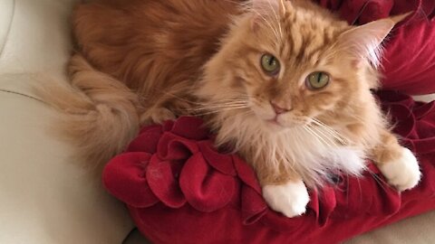 Playful Kitty Sweetly Plays With His Cat Toys