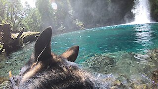 Dog wearing GoPro swims in gorgeous punchbowl waterfall