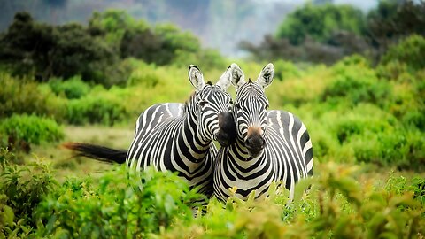 Wildlife Uncovered Behind the Scenes of Animal Rescue