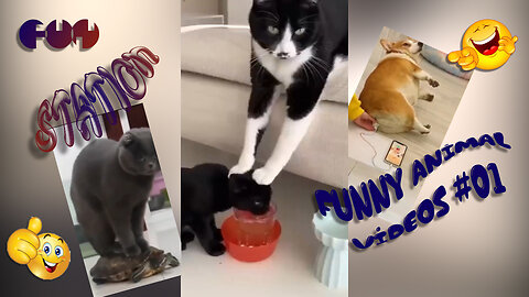 Funny Animal Videos #10 ... You Haven't Lived Until You've Seen These Cutest Animals Ever😂💥