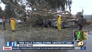 Crews continue work to remove downed tree at Balboa Park