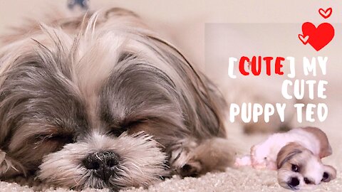 [CUTE] -My-puppy-Ted-cute