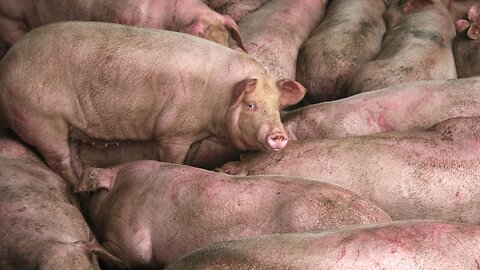 African Swine Fever Kills 1 Million Pigs In China