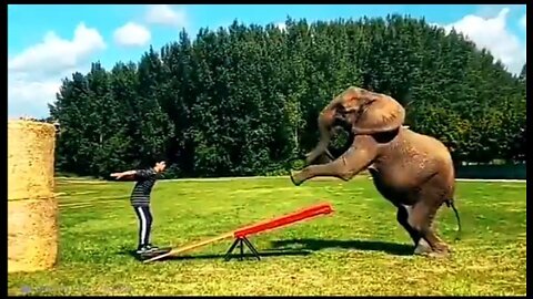 Elephant _helping _boy_to_jumping (1080p)