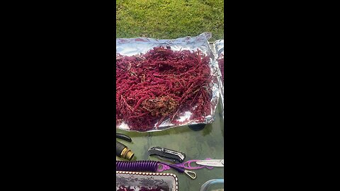 Amaranth Harvest