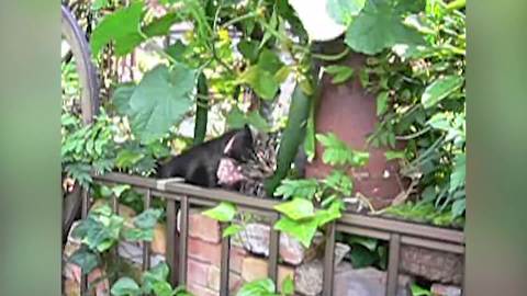 Cat Eats A Cucumber Off A Plant