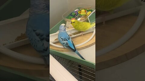 Sounds of parakeets eating their pellets #bird #budgerigarbird #parakeet #budgie