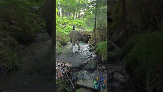 Odin plays in the stream.