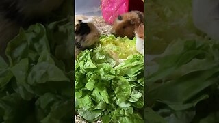 Guinea pigs eating competition