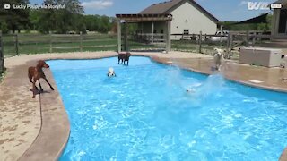 Dezenas de cães divertem-se em piscina