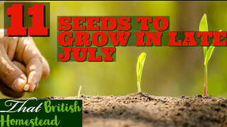 11 seeds to sow in LATE July: Allotment Garden