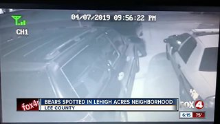 Bear caught lurking in Lehigh Acres Neighborhood