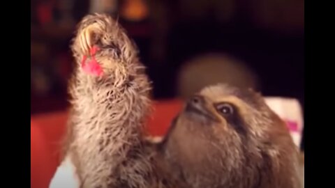 See this baby sloth give a gift to his Mom - SO CUTE!!!