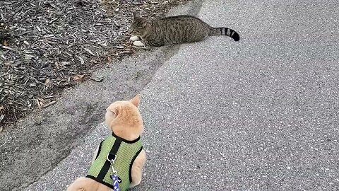 Cat on Leash Meets Stray Cat