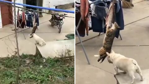 Funny cat doesn't want to share fish with dog