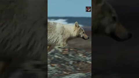 The Arctic Wolf Facts #shorts #amazingfacts #animals #wolf