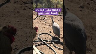 Sweet lavender guinea fowl #freerange