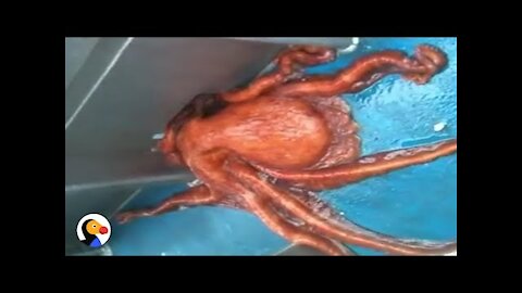 Huge Octopus Escapes Through Smallest Hole | The Dodo