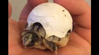 Newborn turtle can't get out of his shell!