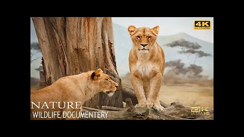 Animal Armory - Wildlife Documentary