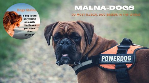 20 Most Illegal Dog Breeds in the World "dangerous"