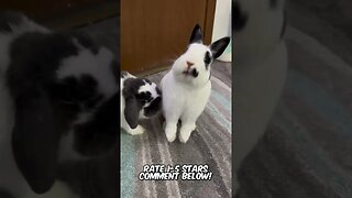 Rabbits With Free Will! #funnyanimals #funnyvideos #funnyshorts #shorts