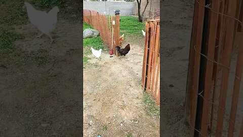 rooster jumps a fence Einstein is all too happy to greet him. #einsteinsbackyard #rooster #pitbulls