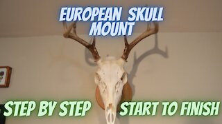 Easy step by step European skull mounting