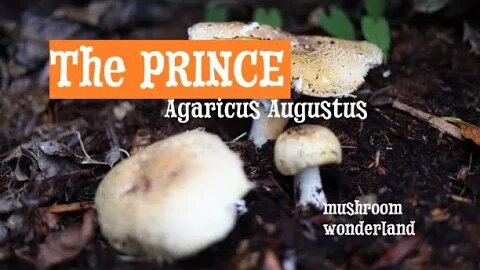 The Prince, Agaricus Augustus : All about this edible wild mushroom.