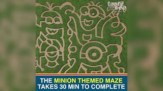 Florida corn maze and pumpkin patch among the fun at HarvestMoon Farm