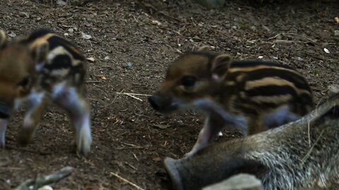 Baby Boar Smaller Than Mama's Nose #Shorts