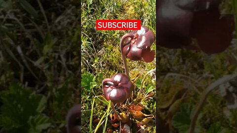 This plant eats bugs. Bakeapple(cloud berry) and picture plant #shorts #subscribe