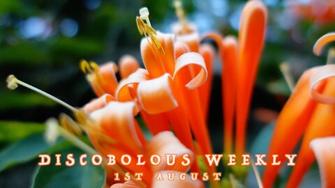 Discobolous Weekly - 1st August - 2022