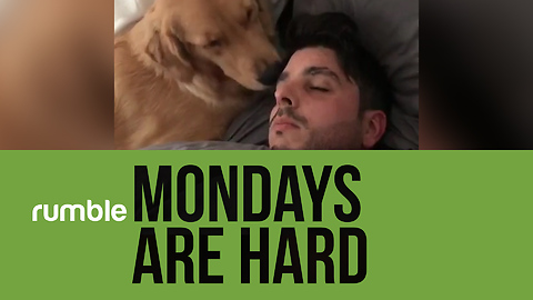 Mondays are "ruff" in this hilarious doggy-filled compilation!