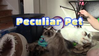 Peculiar Pet For Cats Box December 2022! 😻