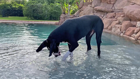 Funny Great Dane Puppy Learns How To Rock Dive