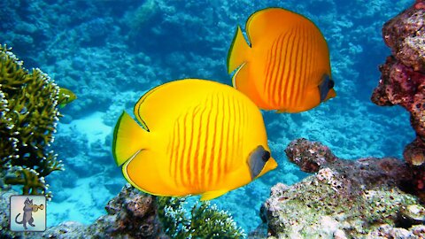 Stunning Underwater Marine Life ~ Coral Reef Fish & The Best Relax Music