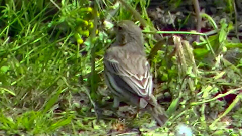 IECV NV #519 - 👀 Female House Finch Eating Dandy Lions 5-4-2018