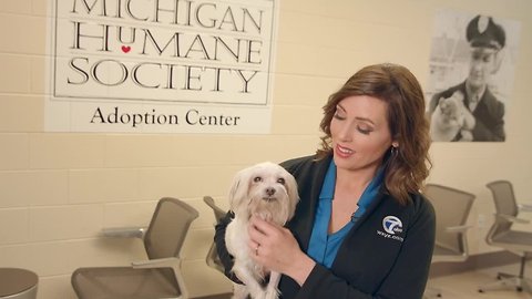 Join us for the Michigan Humane Society 2019 telethon