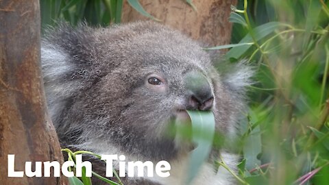 Cute Baby Koala Eating Lunch