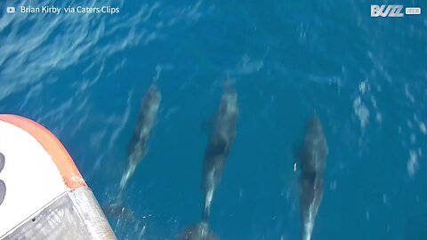 Delightful dolphins swim "hand in hand" together