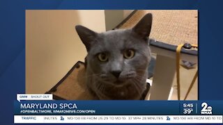 Pets up for adoption at the Maryland SPCA