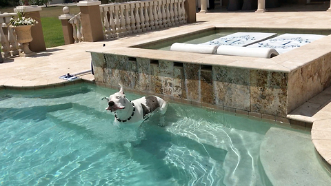 Max the Great Dane enjoys a dip in the pool