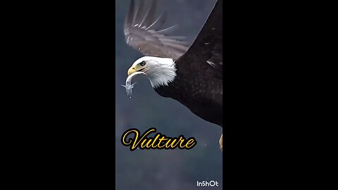 vulture