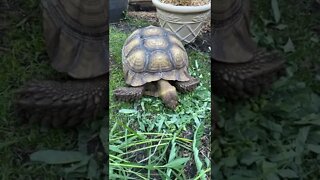 Tortellini Feeding Time